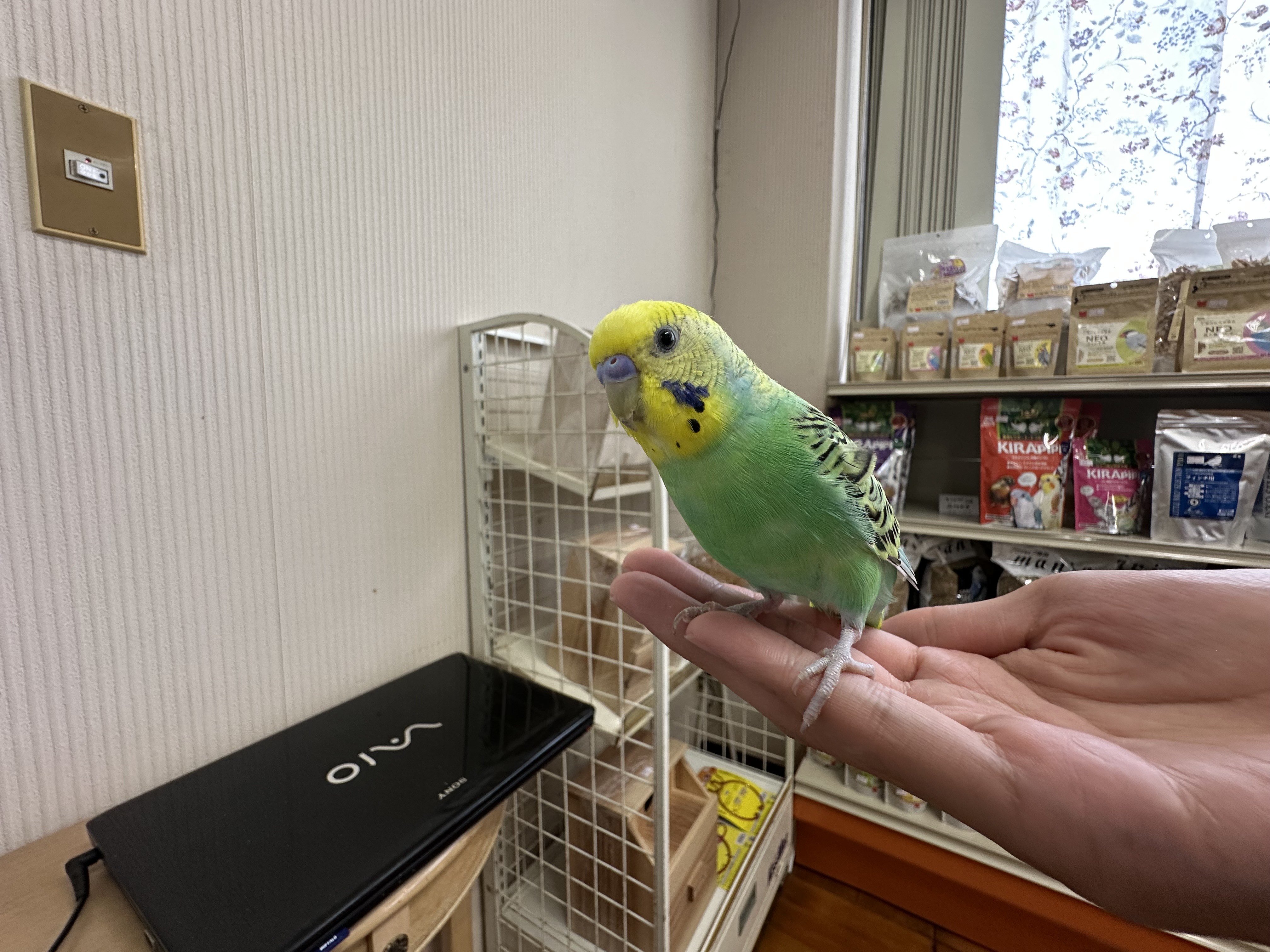 鳥の画像