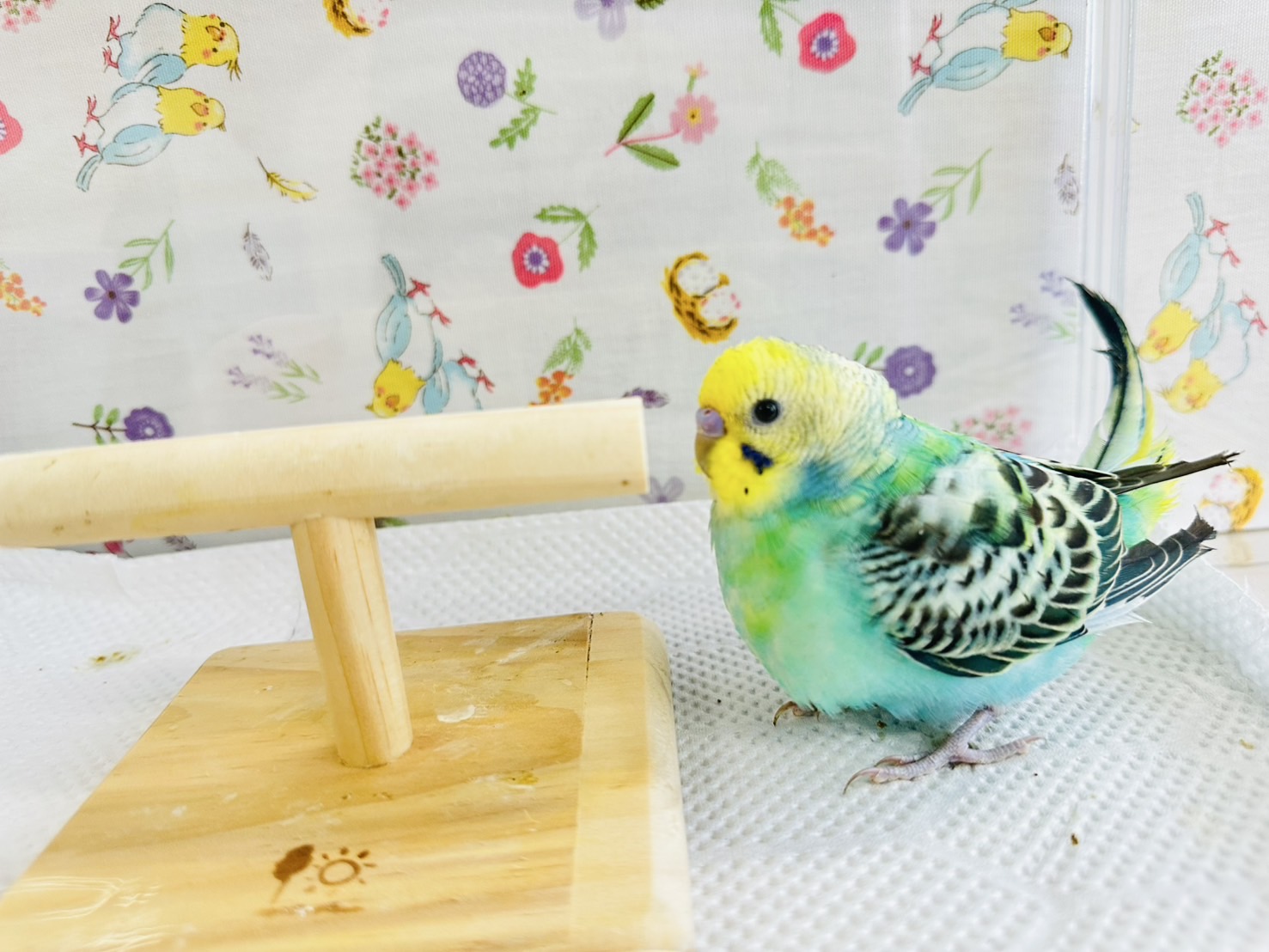 鳥の画像