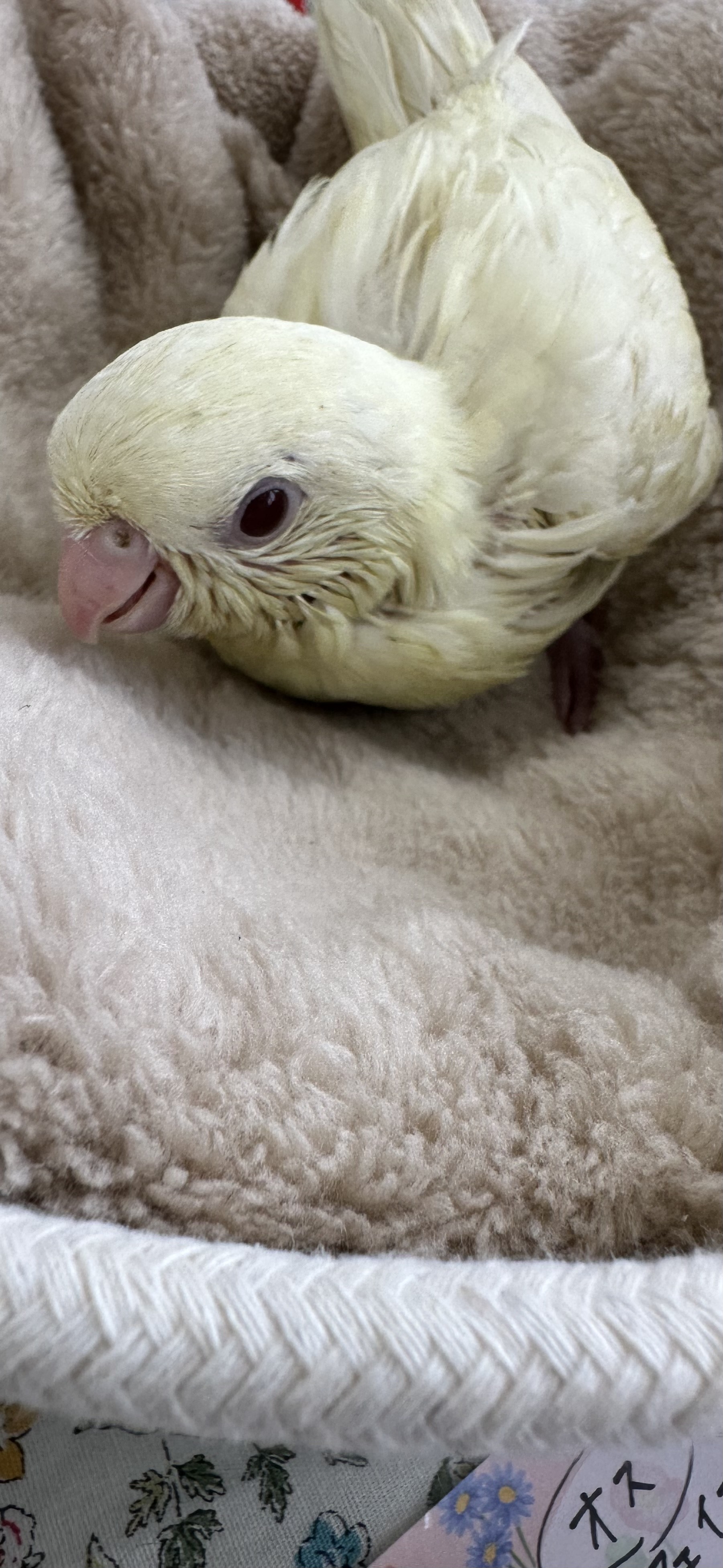 鳥の画像