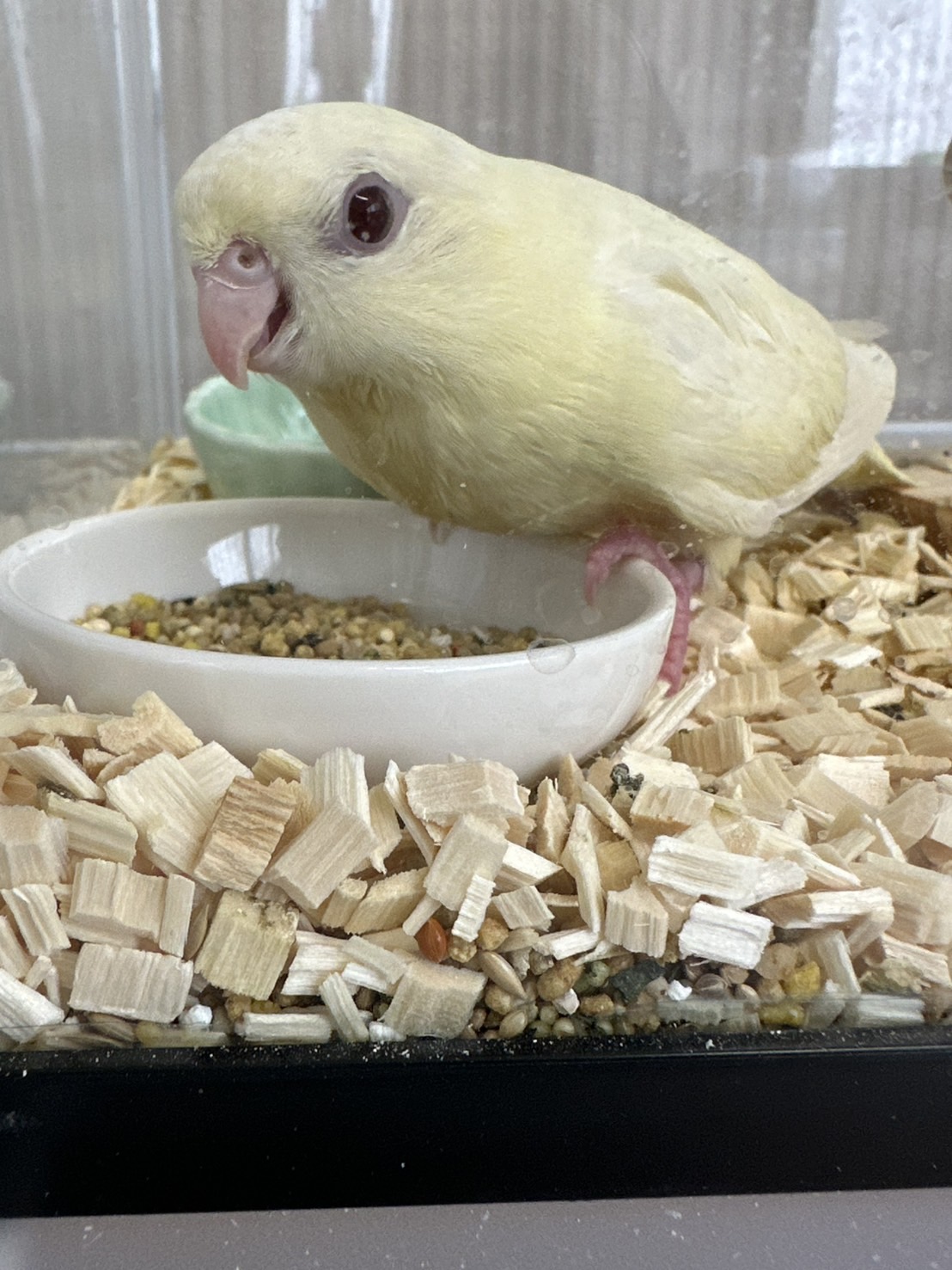 鳥の画像