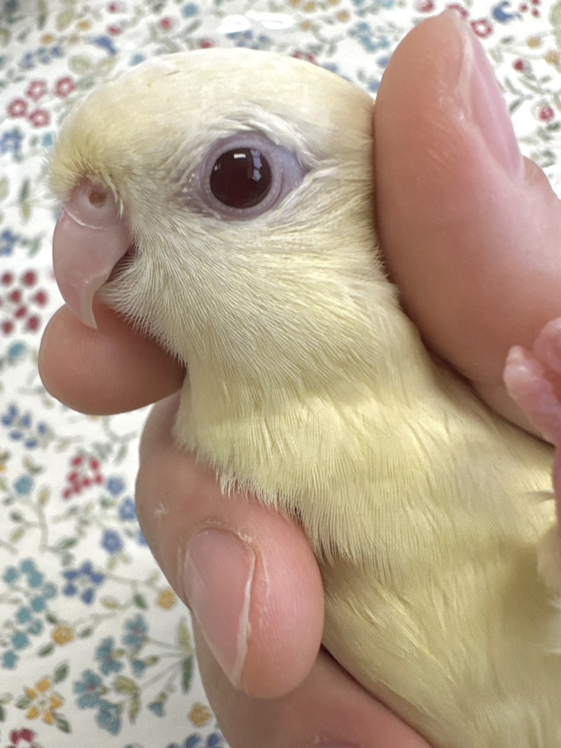 鳥の画像