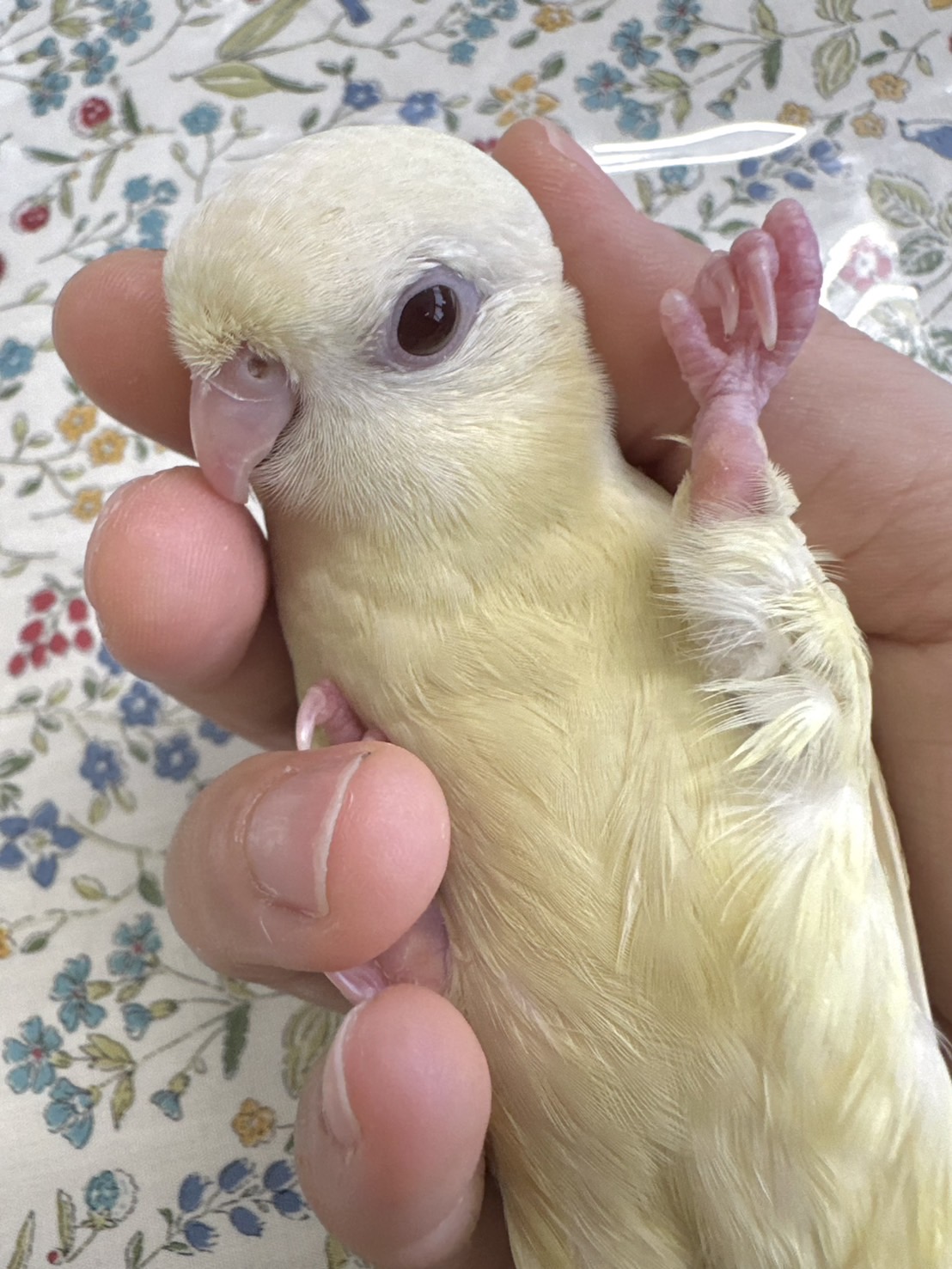 鳥の画像
