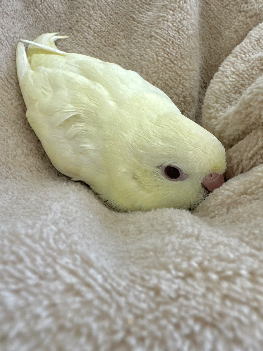 鳥の画像