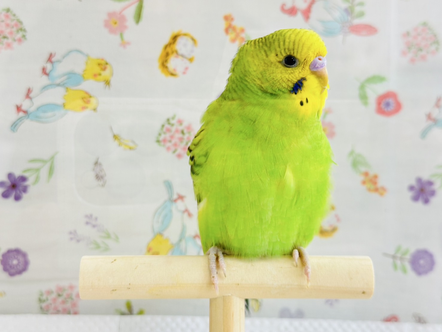 鳥の画像