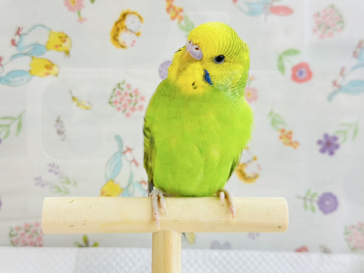 鳥の画像