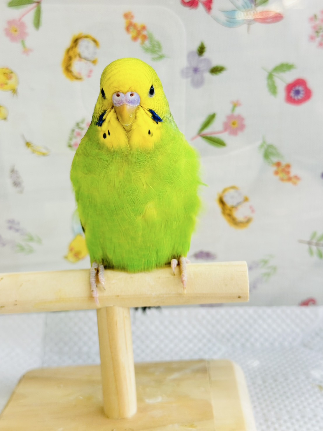 鳥の画像