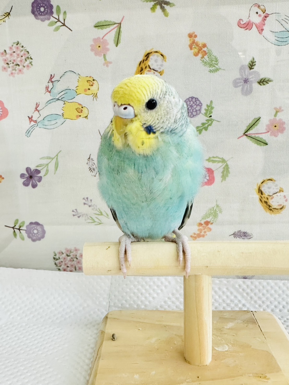 鳥の画像