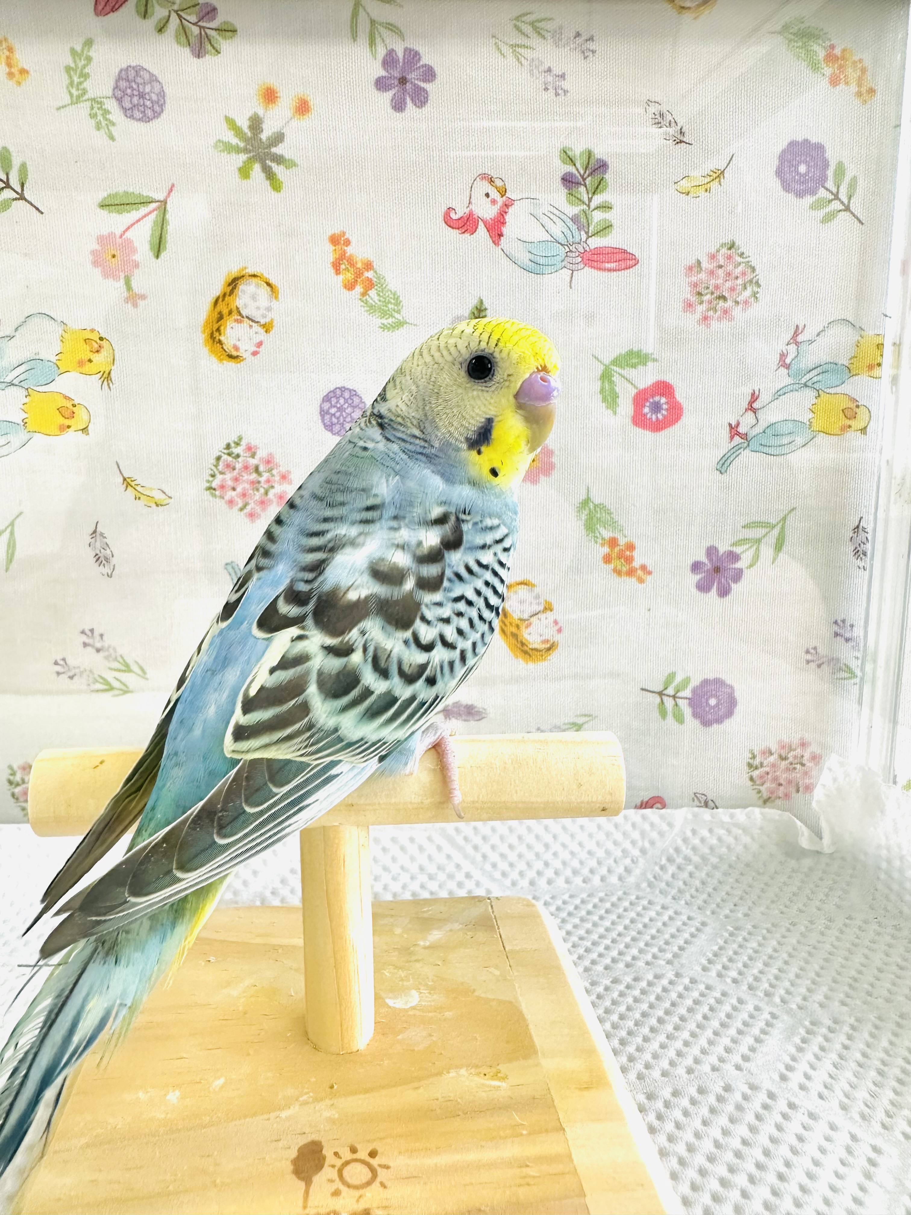 鳥の画像