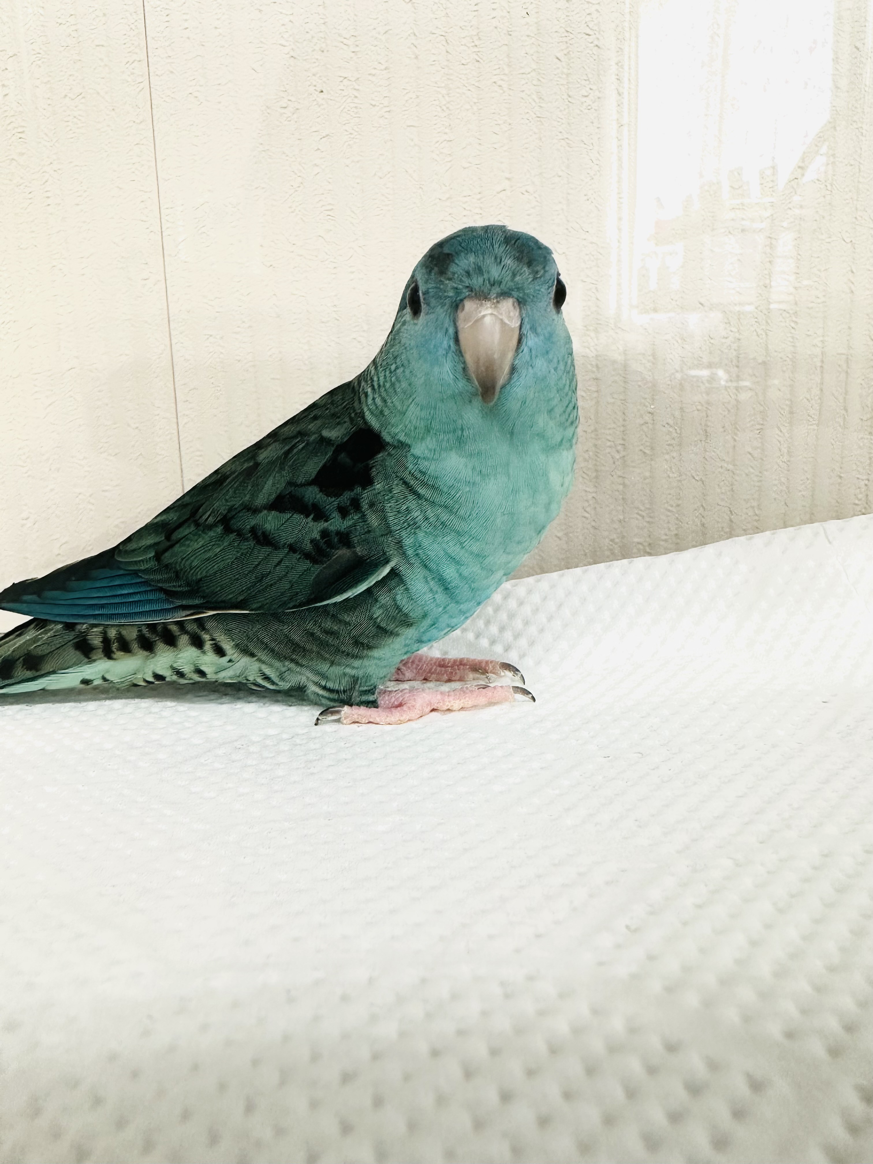 鳥の画像