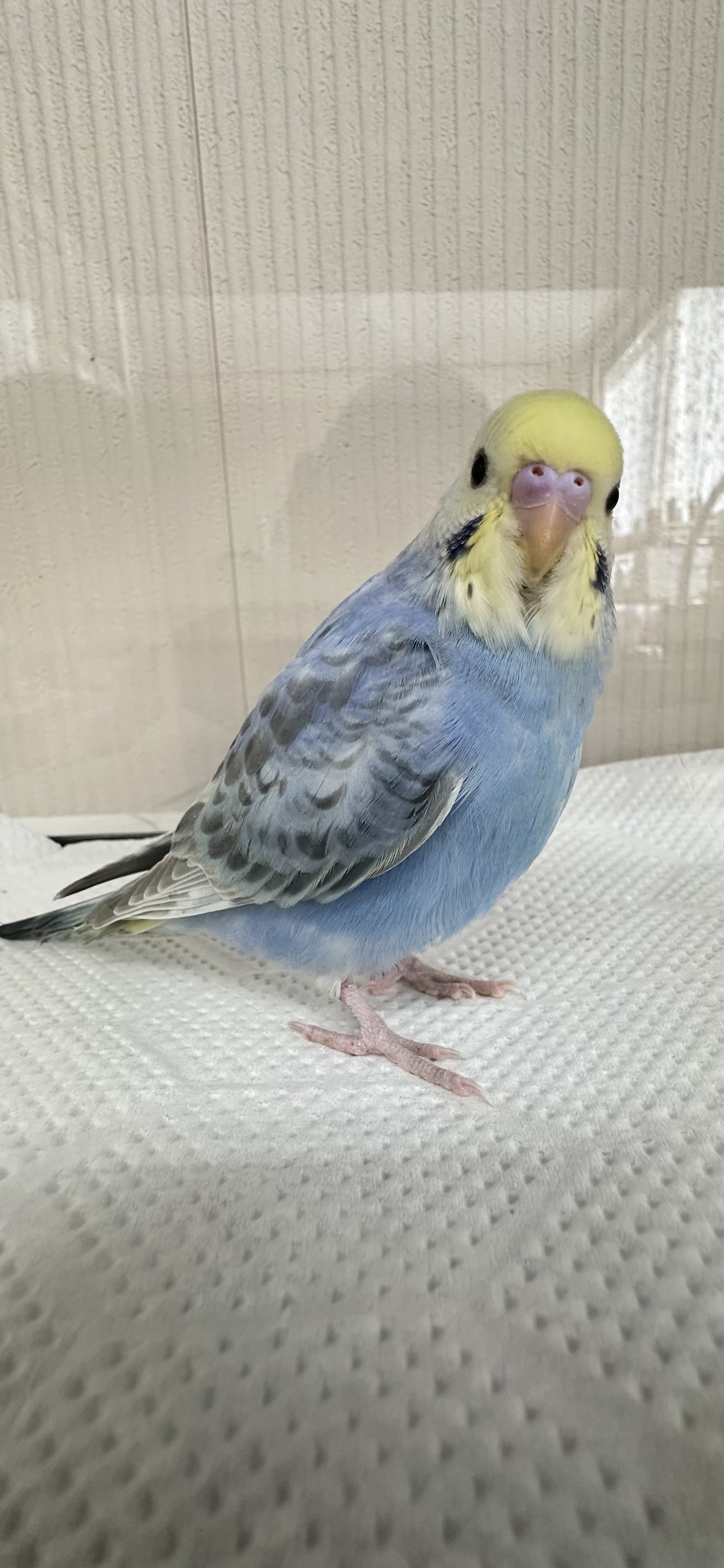 鳥の画像