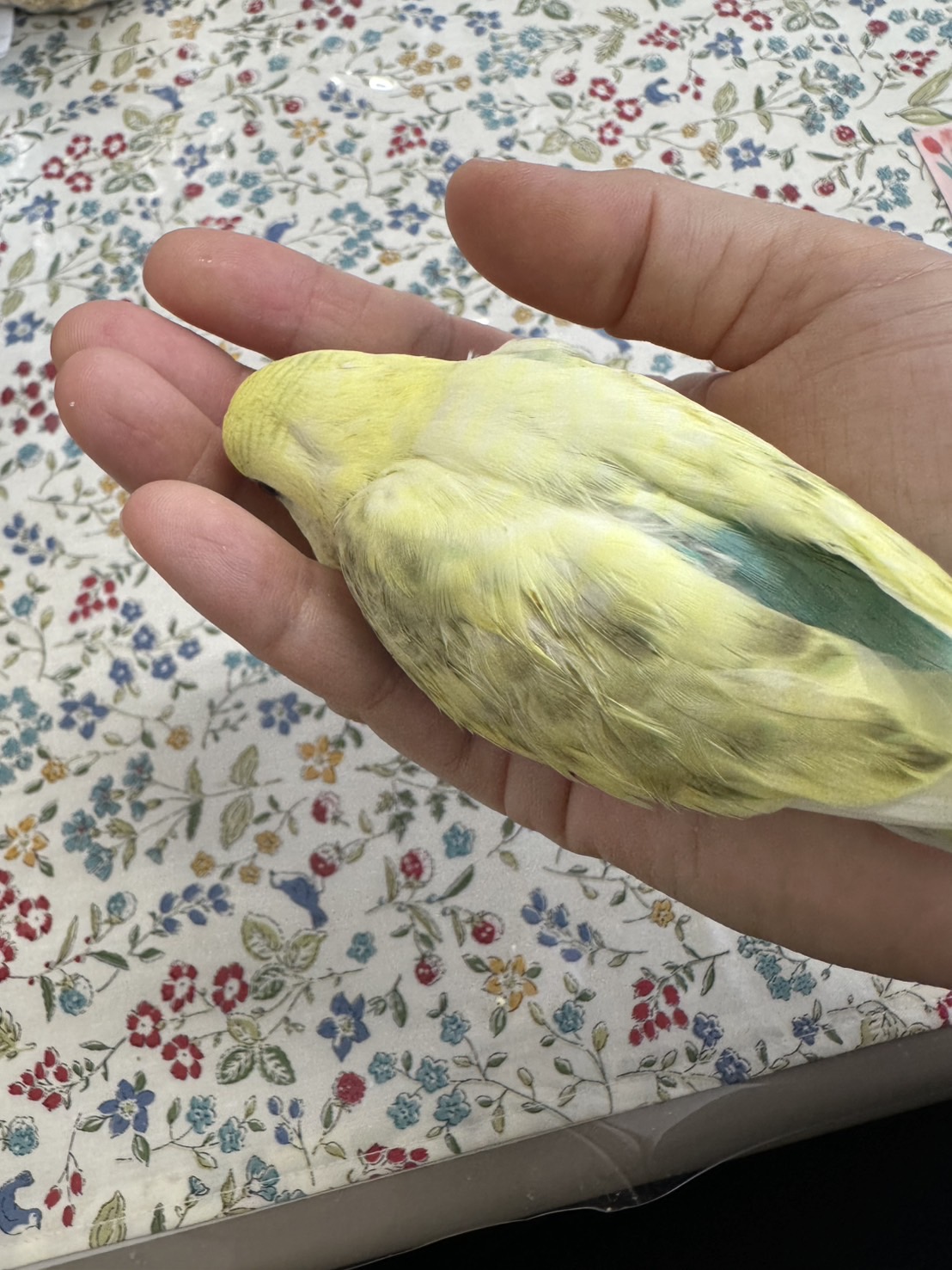 鳥の画像