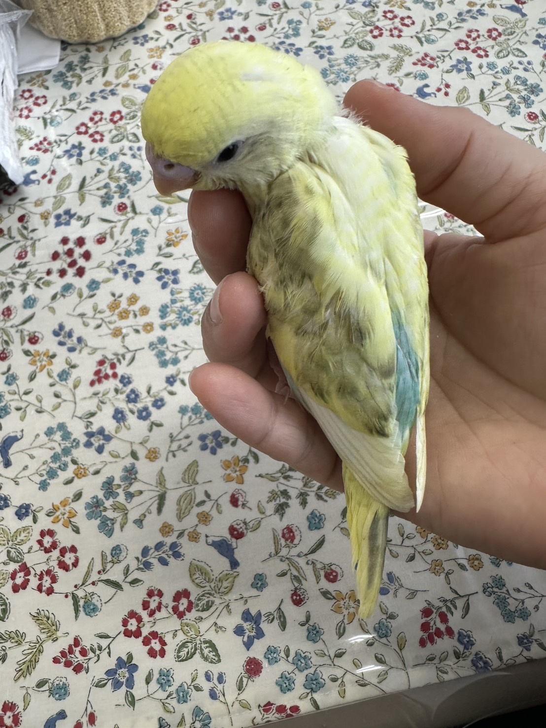 鳥の画像