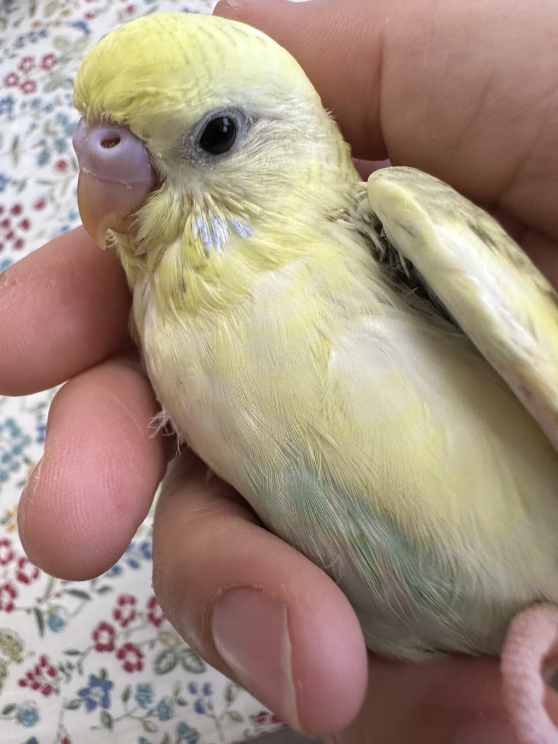 鳥の画像