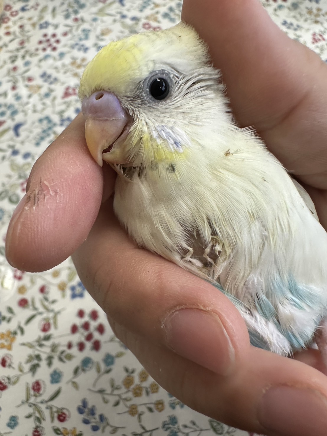 鳥の画像