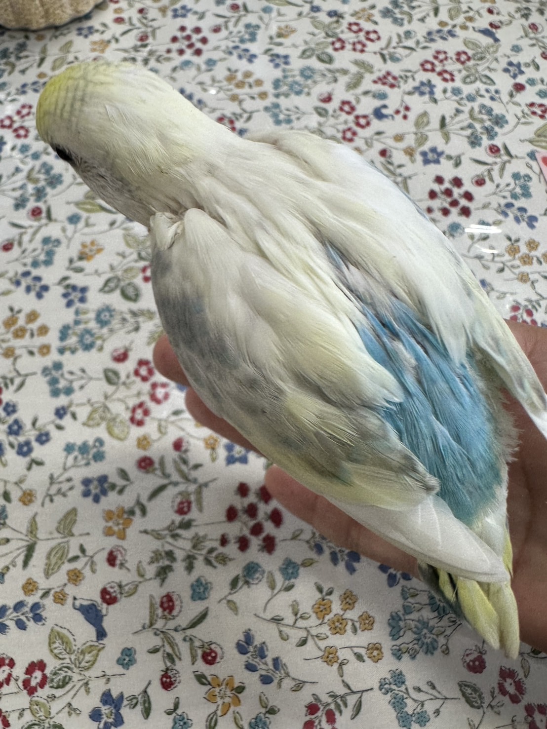 鳥の画像
