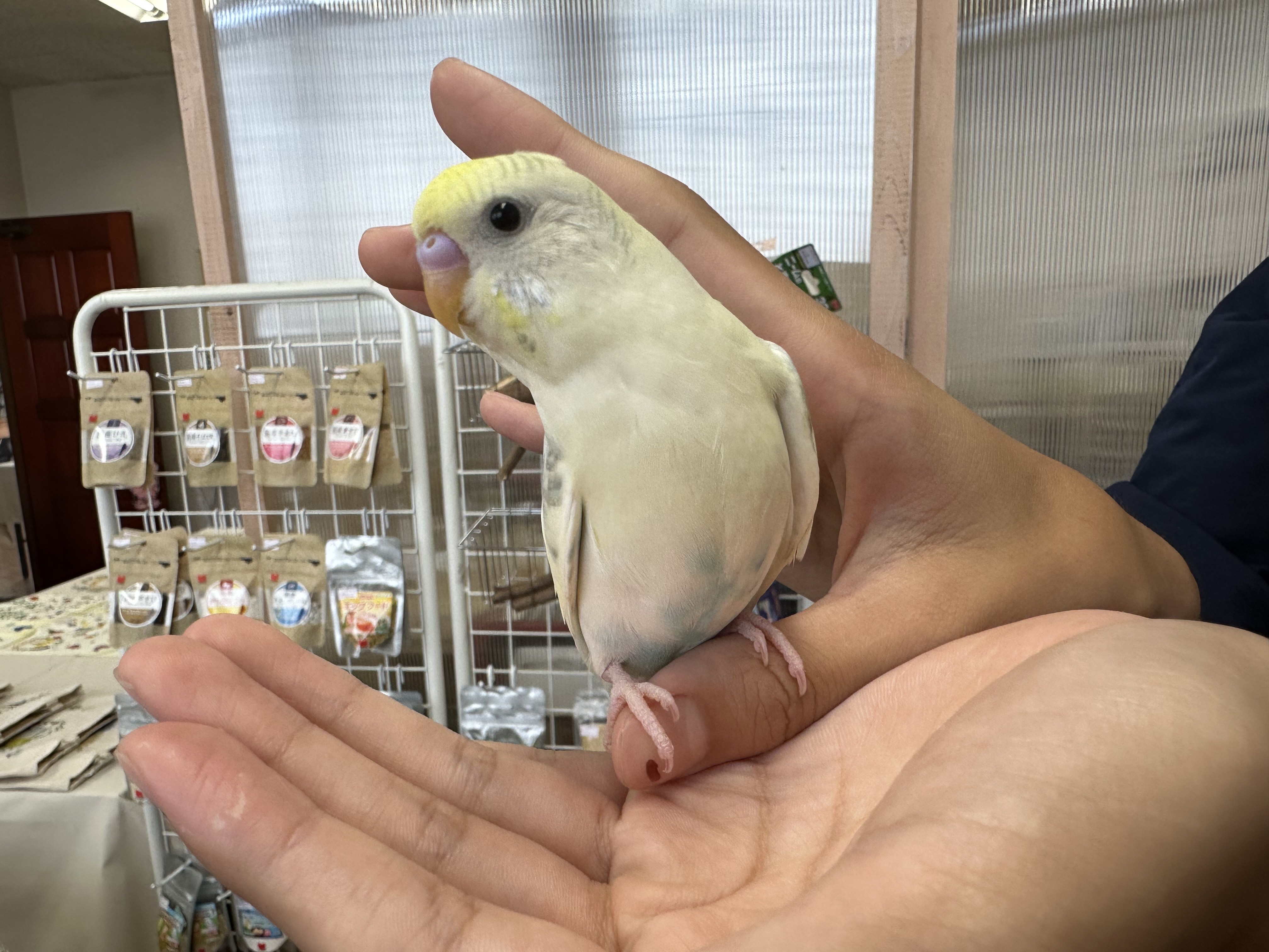 鳥の画像