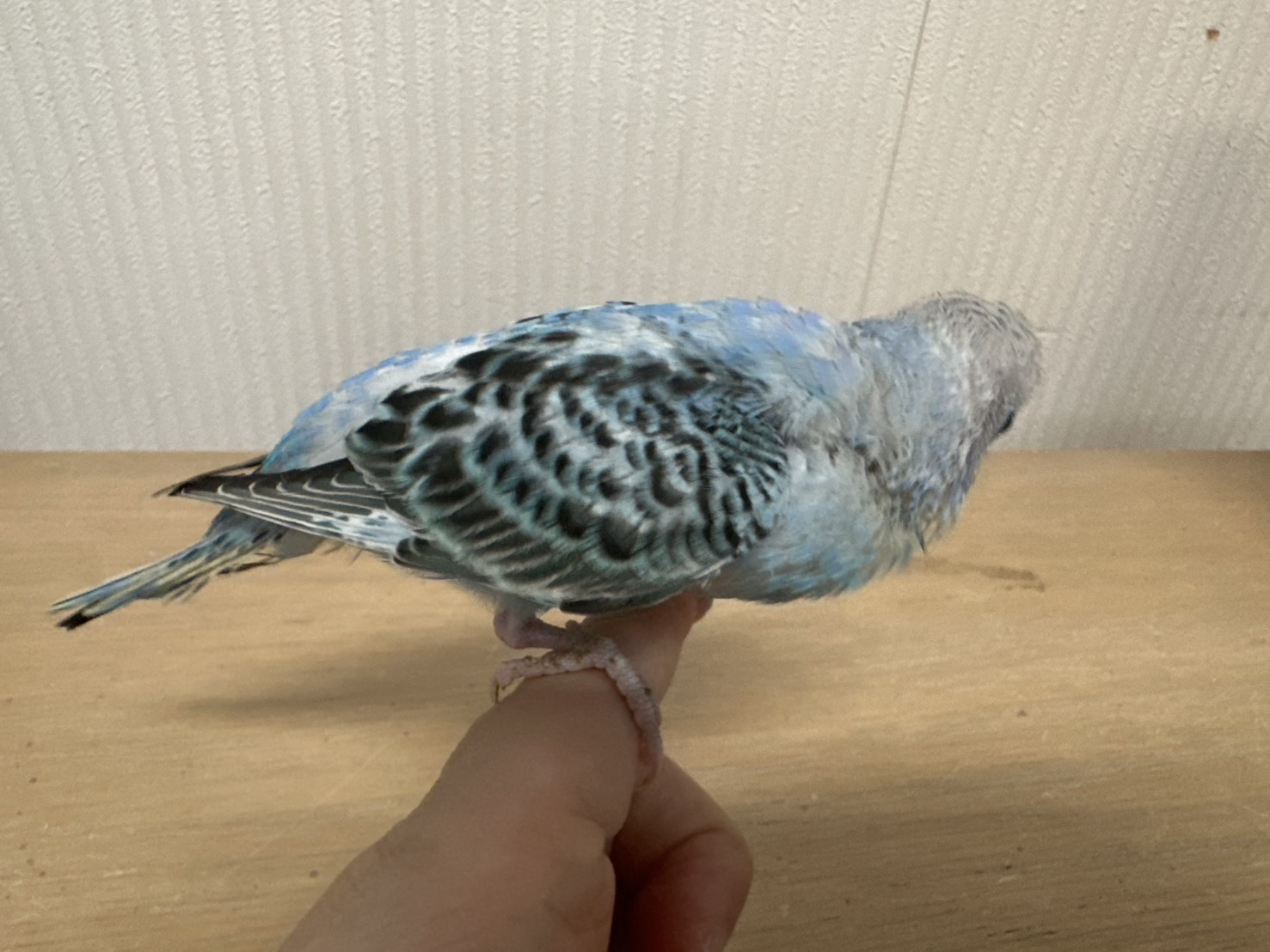 鳥の画像
