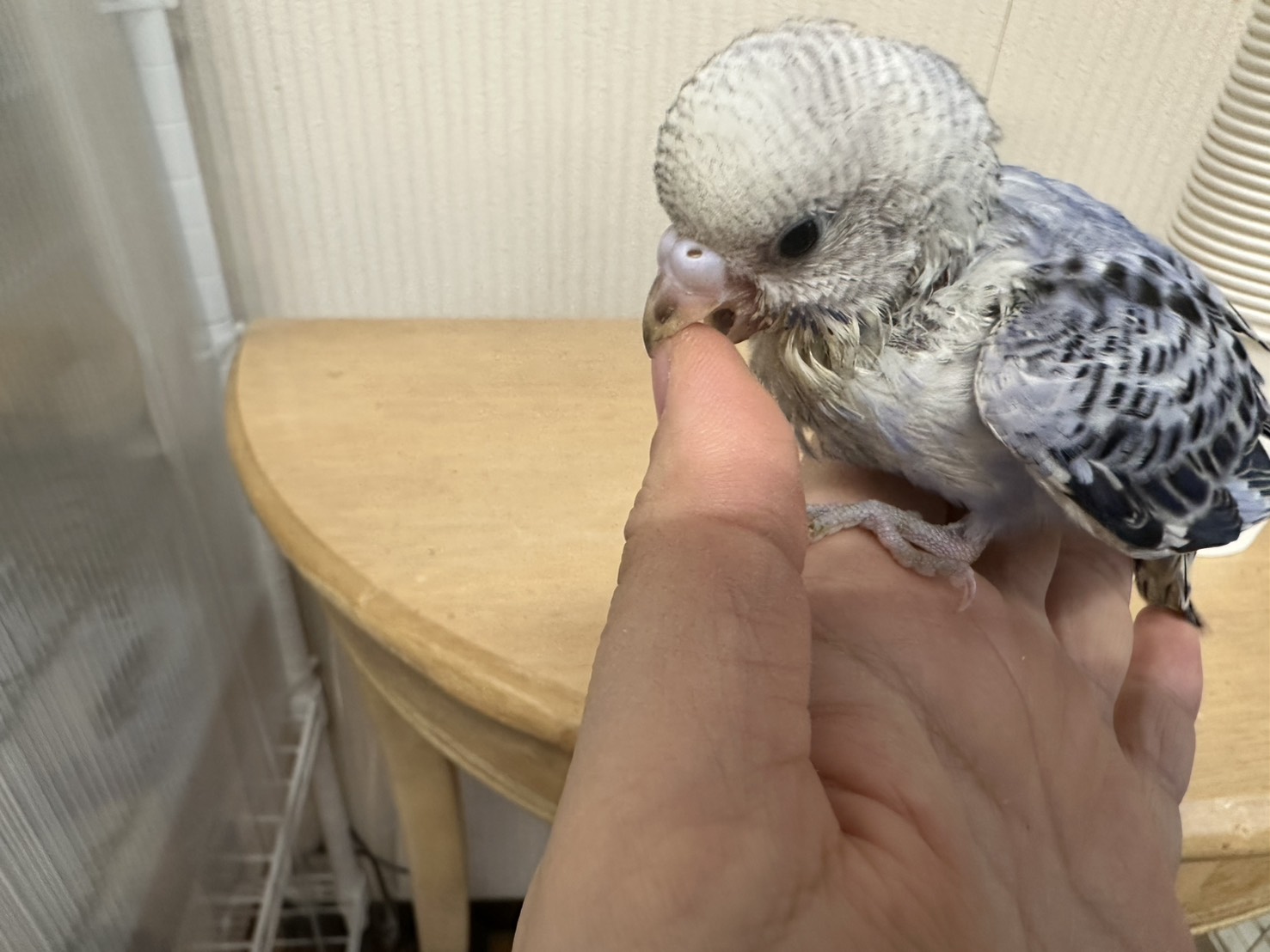 鳥の画像