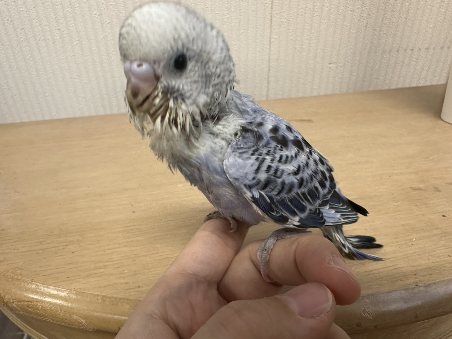 鳥の画像