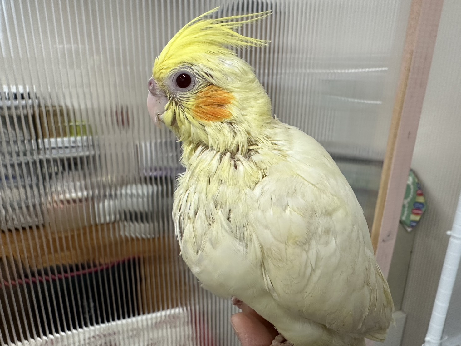 鳥の画像