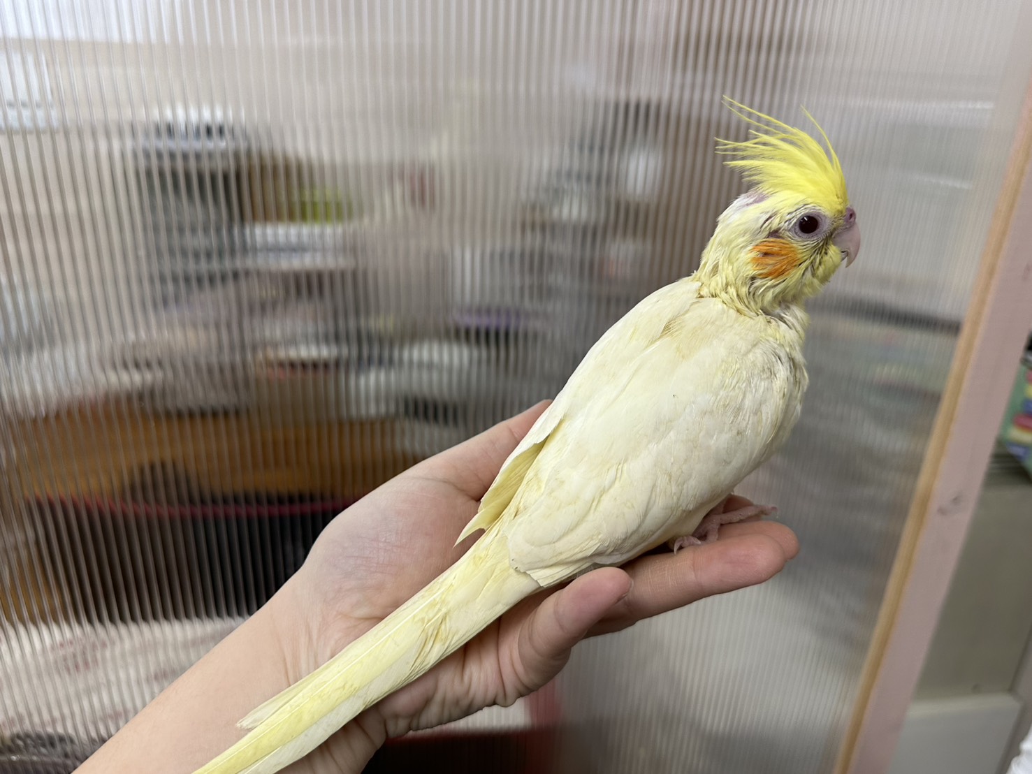 鳥の画像