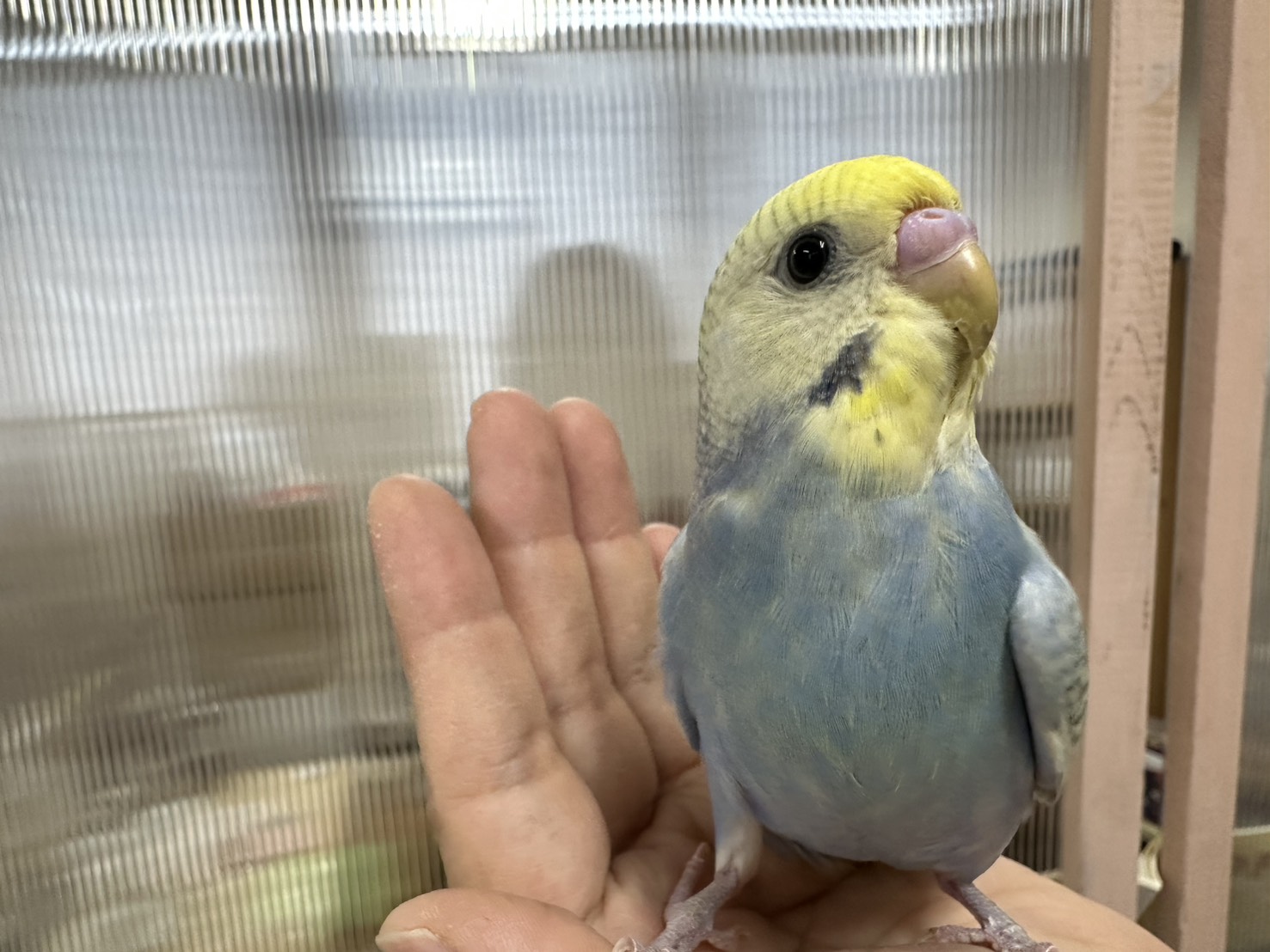 鳥の画像