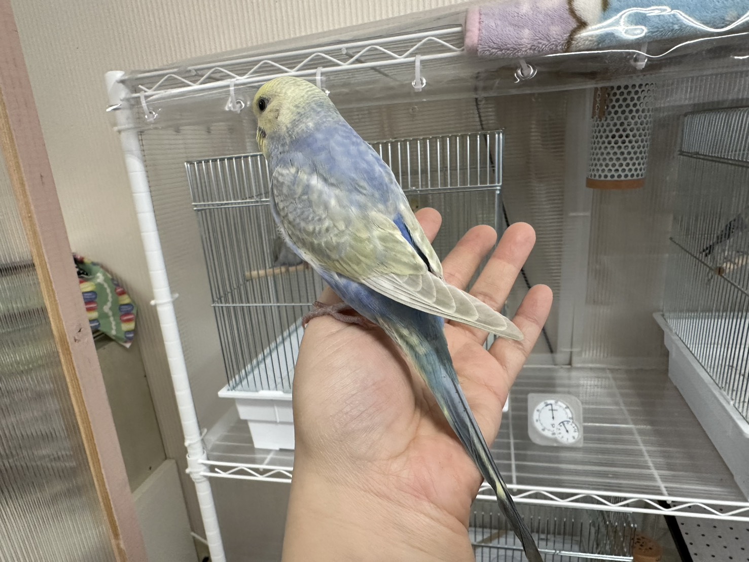 鳥の画像
